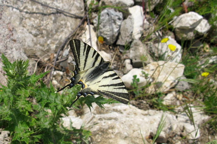 farfalle da identificare